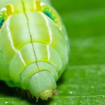 Chenille verte fluo : quelle espèce se cache derrière ? chenille verte fluo