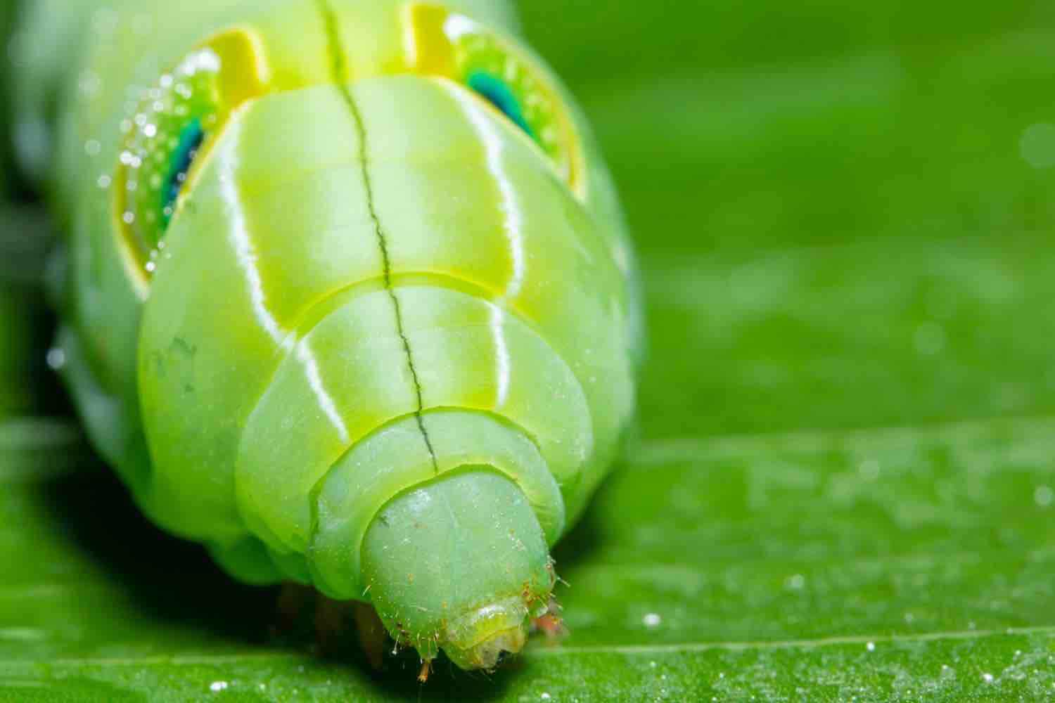 Chenille verte fluo : quelle espèce se cache derrière ? chenille verte fluo