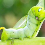 Chenille verte fluo : est-elle dangereuse au jardin ? Chenille verte fluo