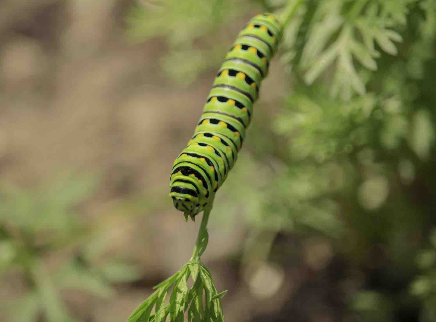chenille verte fluo