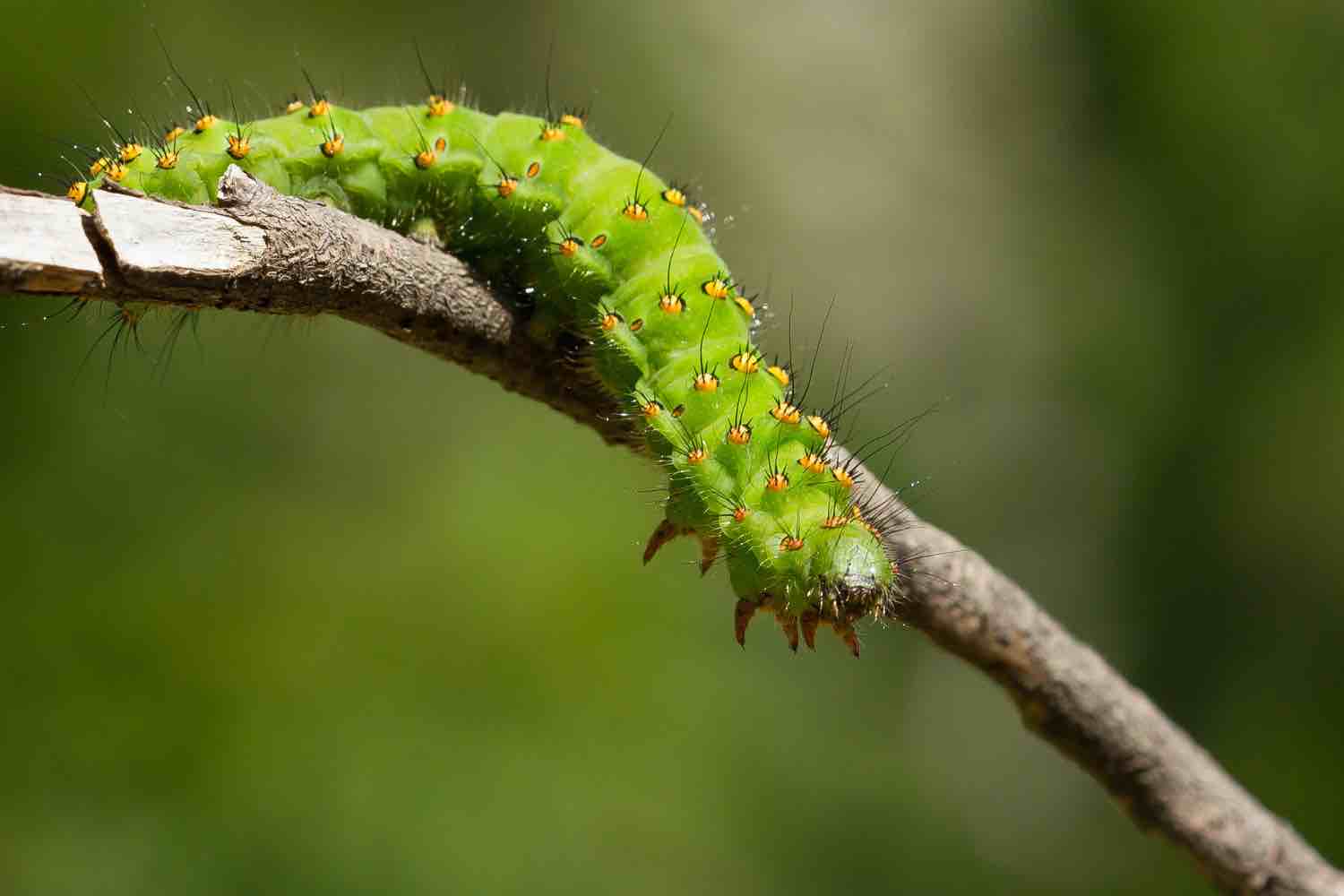 Chenille verte fluo