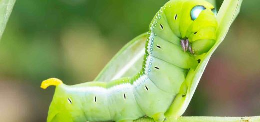 Chenille verte fluo