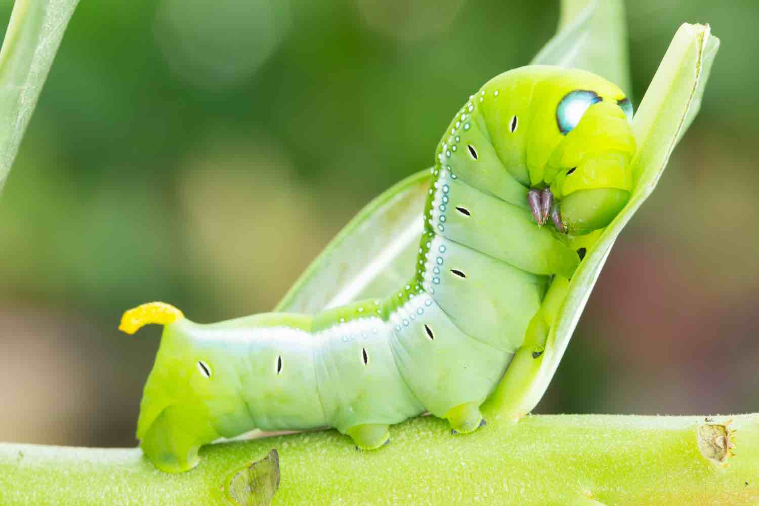 Chenille verte fluo : est-elle dangereuse au jardin ? Chenille verte fluo